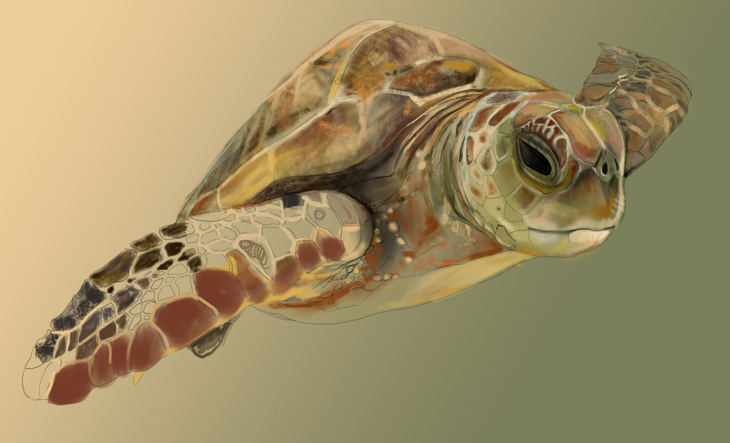 Turtle - Apple Pencil